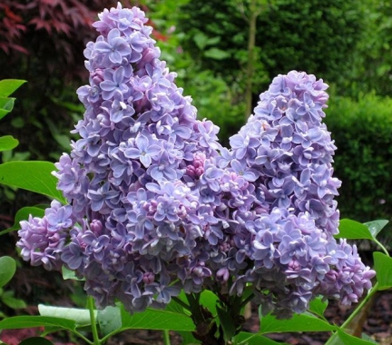 Lilak pospolity (Syringa vulgaris) 